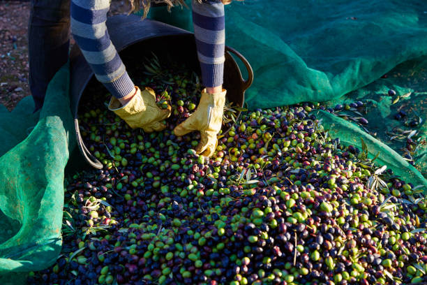 istock Olives harvest picking hands at Mediterranean 1339067959