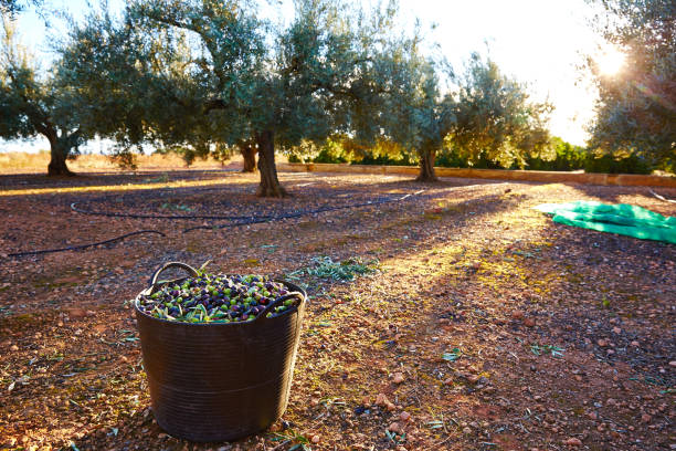 Olives harvest picking in farmer basket stock photo