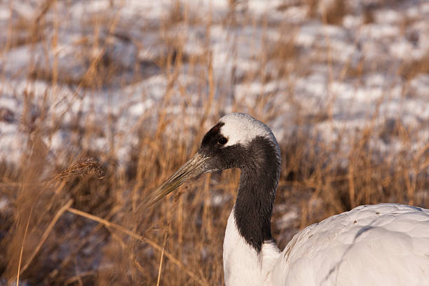 Red-crowned Crane in China stock photo