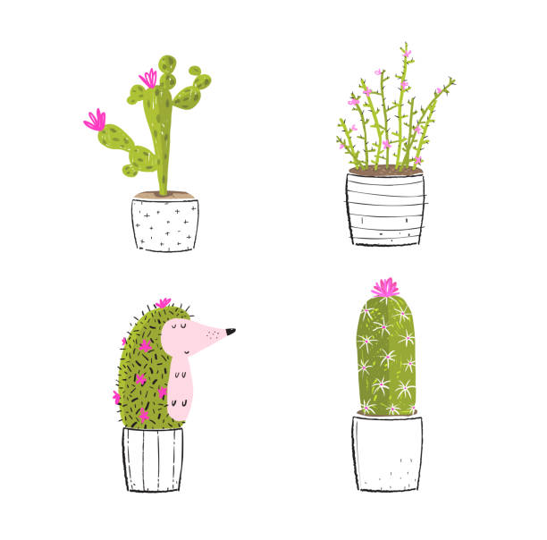 illustrations, cliparts, dessins animés et icônes de cactus et succulent avec hedgehog funny clipart - desert cactus flower hedgehog cactus