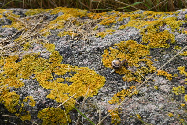 Lichen grows on the rock.