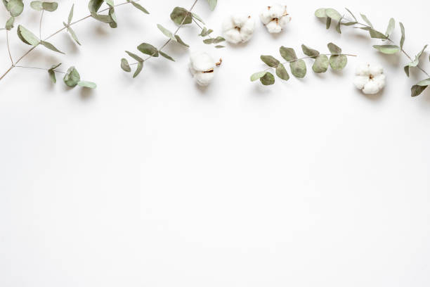 istock Flat lay with green eucalyptus branches and cotton flowers. Top view 1339070089