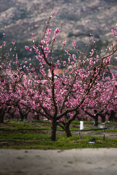 istock Rural Landscapes Portugal 1339070105