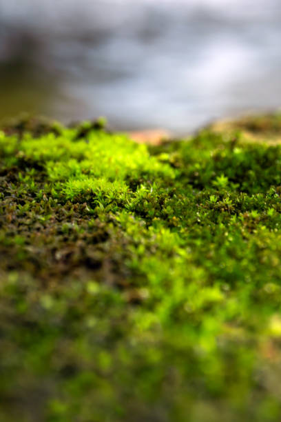 istock Freshness green moss that grows on moist ground Beside the water source 1339070257