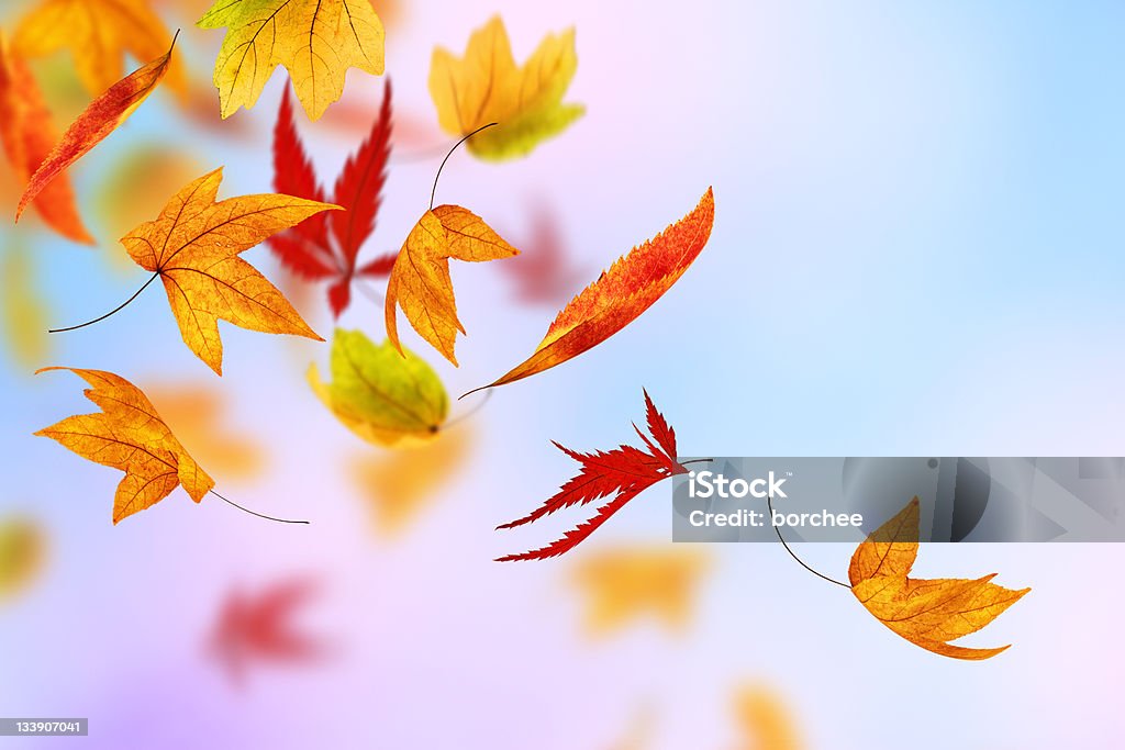 Den Herbst - Lizenzfrei Ahornblatt Stock-Foto