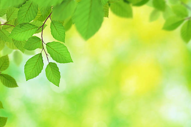 istock Fresh Spring Leaves XXXL 133907059