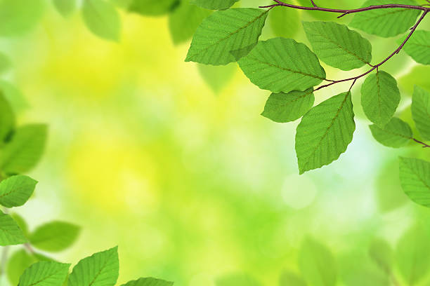 istock Green Foliage XXXL 133907063