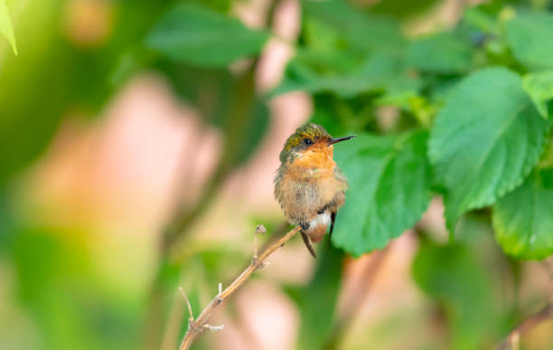 istock A female Tufted Coquette hummingbird (Lophornis ornatus) perching in a Lantana bush. 1339071002