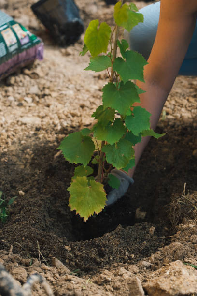 istock Planting a grape seedling in a hole at a summer cottage 1339071795