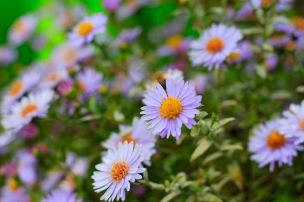 istock Abstract background with blurred flowers , toned 1339073278