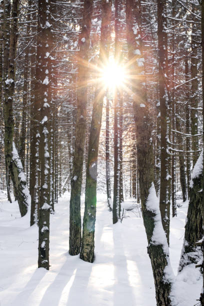 istock Sunlight breaks through the tree trunks in the winter forest 1339074631