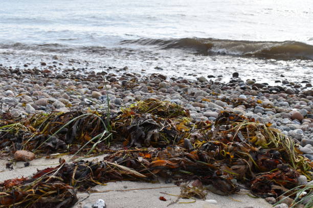 istock Seaweed has washed ashore somewhere in Northern Europe. 1339075028