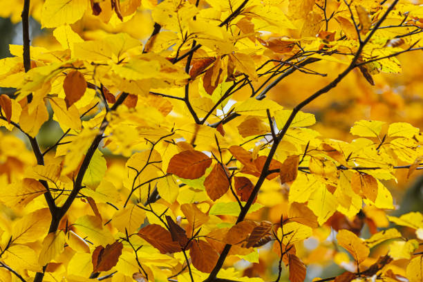 istock Yellow autumn leaves 1339075858