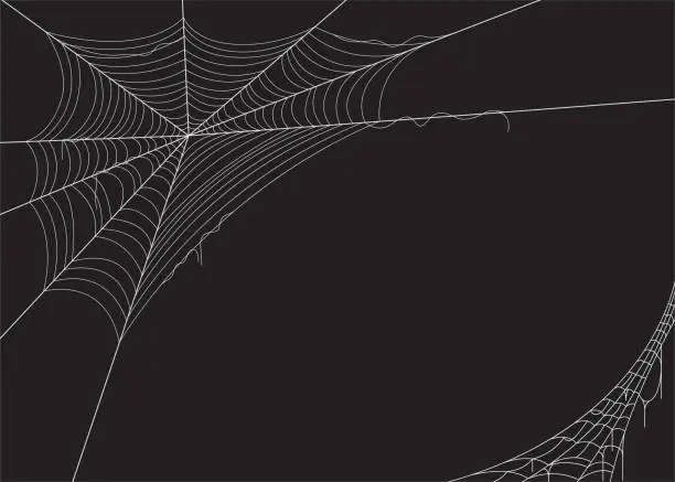 Vector illustration of Spider web vector illustration