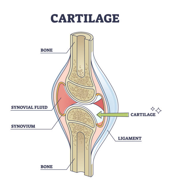 istock Cartilage elastic tissue location in body and leg structure outline diagram 1339077696