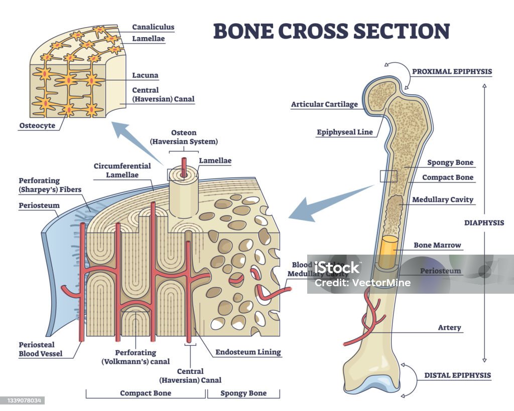 Bone cross section and isolated anatomical detailed structure outline diagram Bone cross section and isolated anatomical detailed structure outline diagram. Labeled educational medical body description with distal and proximal epiphysis and osteon closeup vector illustration. Haversian System stock vector