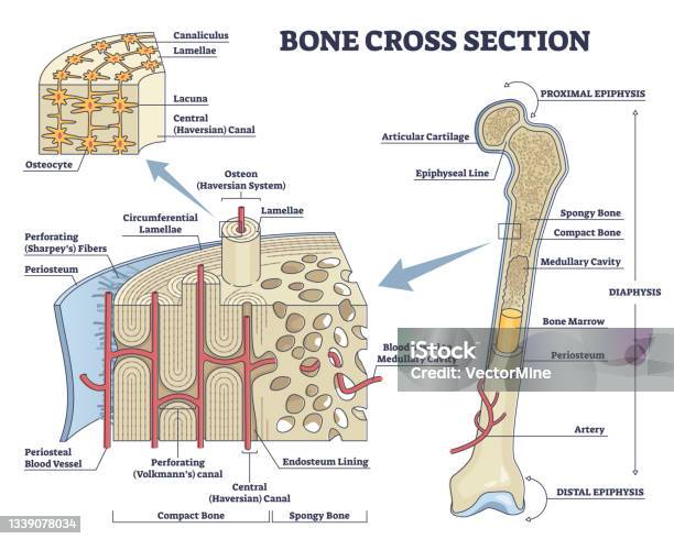 Bone Cross Section And Isolated Anatomical Detailed Structure Outline Diagram Stock Illustration - Download Image Now