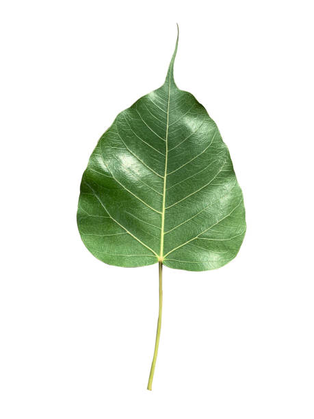 istock Bo leaves heart-shaped leaves are long end. isolate on white background. with clipping path 1339078059