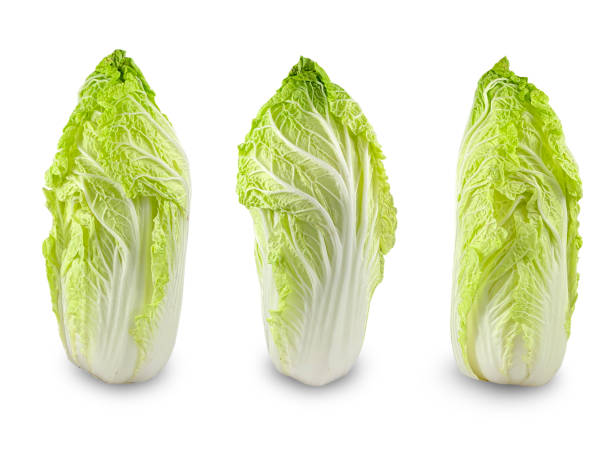 istock set of freshness chinese cabbage vegetable on white background with clipping path 1339078148