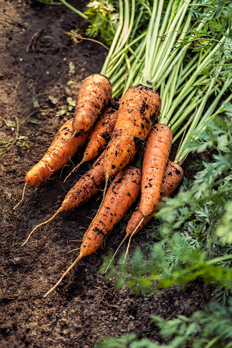 Homegrown fresh garden carrots