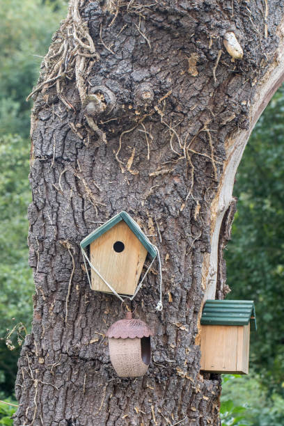 istock Selection of handmade bird nesting boxes hanging on a tree trunk 1339079513