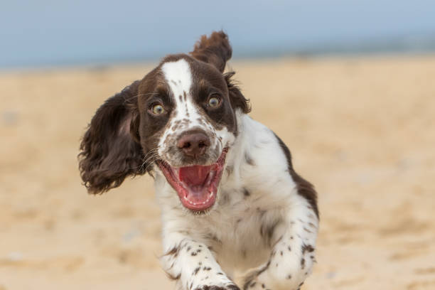 Happy puppy having fun running on the beach Happy puppy running on the beach. Crazy dog having fun. Funny animal meme image of a bouncy spaniel puppy face with a happy expression. Close-up of an excited white and brown liver spot sprocker dog. meme photos stock pictures, royalty-free photos & images