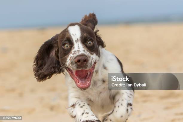 Happy Puppy Having Fun Running On The Beach Stock Photo - Download Image Now - Dog, Excitement, Meme