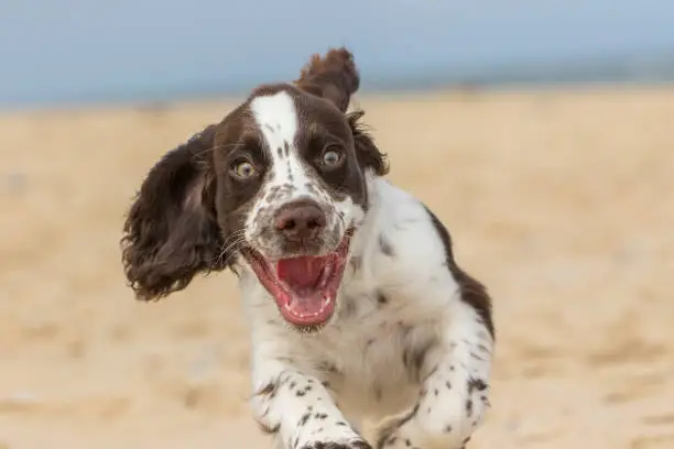Happy puppy running on the beach. Crazy dog having fun. Funny animal meme image of a bouncy spaniel puppy face with a happy expression. Close-up of an excited white and brown liver spot sprocker dog.