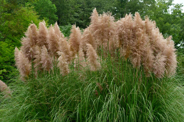 istock Pink Pampas Grass / Cortaderia selloana 1339081087