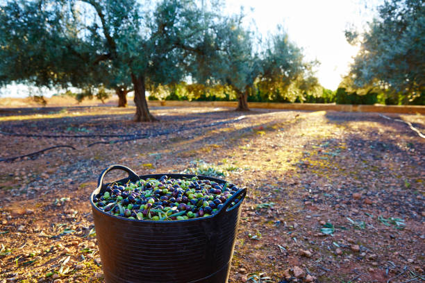 istock Olives harvest picking in farmer basket 1339081241