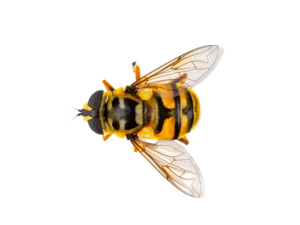 pszczoła owadzie, makro, izolat na białym tle - hoverfly nature white yellow zdjęcia i obrazy z banku zdjęć