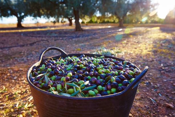istock Olives harvest picking in farmer basket 1339081474