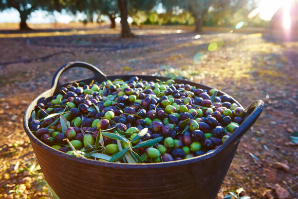 olives harvest picking in farmer basket - 5934 imagens e fotografias de stock