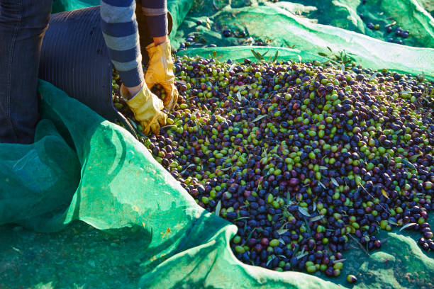 istock Olives harvest picking hands at Mediterranean 1339082314