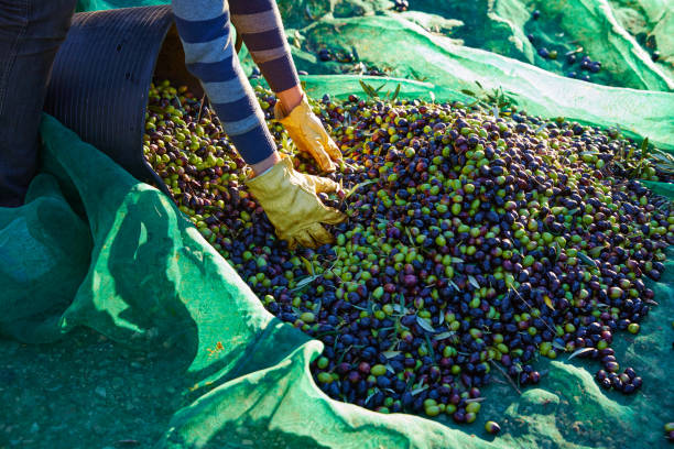 les olives récoltent les mains de cueillette en méditerranée - 5895 photos et images de collection