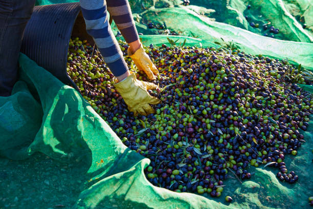 istock Olives harvest picking hands at Mediterranean 1339082616