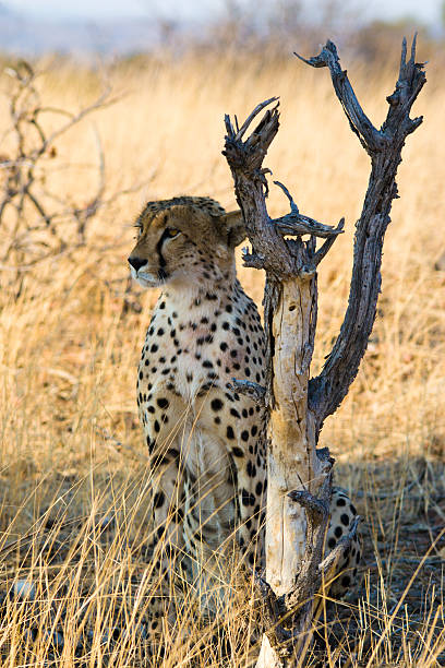 Cheetah On Alert stock photo