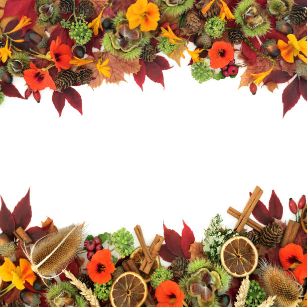 istock Abstract Fall Natural Background Border with Traditional Flora 1339082866