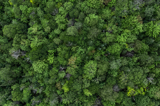 Aerial View of Boreal Nature Forest in Summer, Quebec, Canada