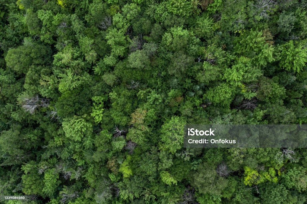 Aerial View of Boreal Nature Forest in Summer, Quebec, Canada Tree Canopy Stock Photo