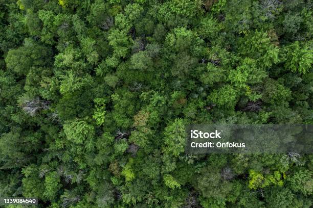 Aerial View Of Boreal Nature Forest In Summer Quebec Canada Stock Photo - Download Image Now