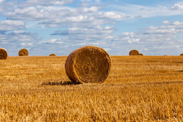 istock stacks of wheat straw were left after the wheat harvest 1339084753