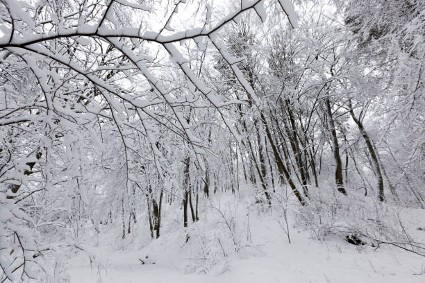 istock a park with different trees in the winter season 1339084781