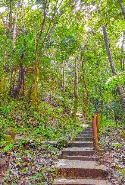 istock Tropical jungle forest with palm trees hiking trail and path on Koh Samui in Surat Thani Thailand. 1339085065