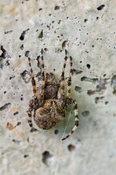 istock Close-up of a garden spider 1339086074