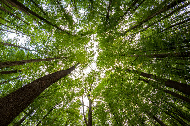 istock View of trees in a forest 1339086137