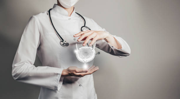 Unrecognizable doctor holding highlighted handrawn Bladder in hands. Medical illustration, template, science mockup. Female doctor holding virtual Bladder in hand. Handrawn human organ, copy space on right side, grey hdr color. Healthcare / scientific technologies concept stock photo kidney failure photos stock pictures, royalty-free photos & images