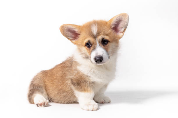 istock Pembroke Welsh Corgi puppy sitting in front. isolated on white background 1339089214