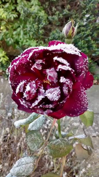 Red Rose dusted in frost