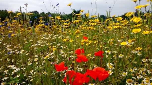 istock Wild Flower Meadow with red poppies 1339089323